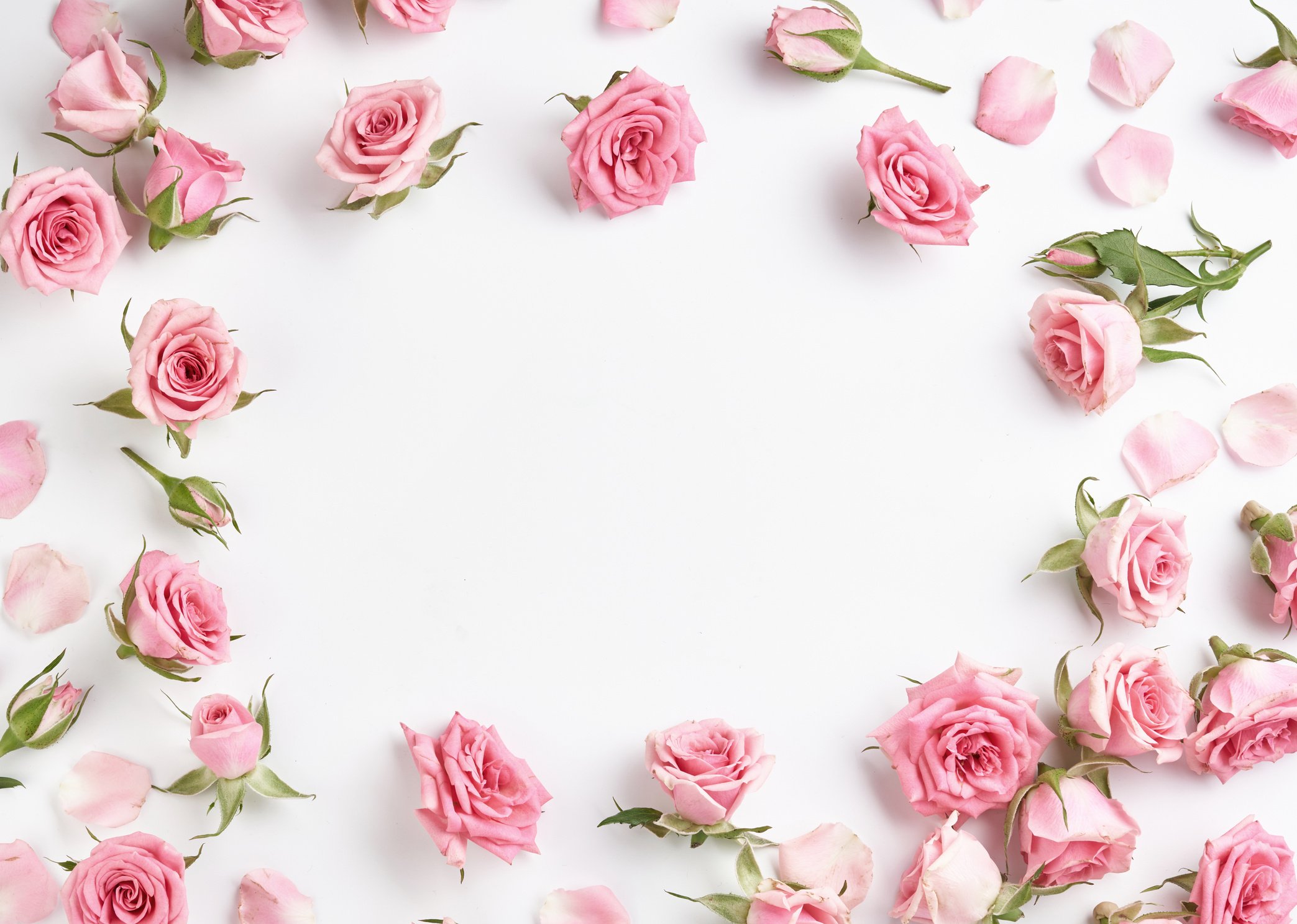 Pink Roses on White Background